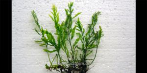 Папороть Bolbitis sp. Kribi Cameroon