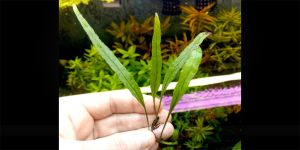 Папороть Bolbitis sp. Long leaf