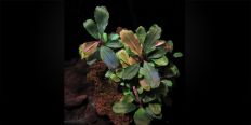 Буцефаландра Bucephalandra sp. Batang Kawa