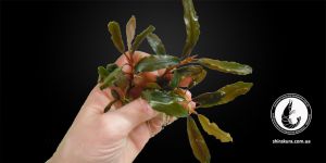 Буцефаландра Bucephalandra sp. Blue Green