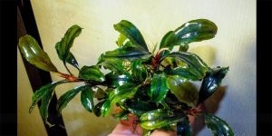 Буцефаландра Bucephalandra sp. Bonti