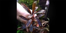 Буцефаландра Bucephalandra sp. Brownie Brown