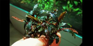 Буцефаландра Bucephalandra sp. Brownie Ghost