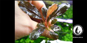Буцефаландра Bucephalandra sp. Brownie Pixy (Brownie Pixie)