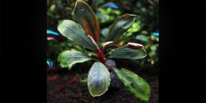 Буцефаландра Bucephalandra sp. Cascade King