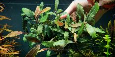 Буцефаландра Bucephalandra sp. Cherish-3
