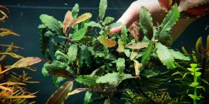 Буцефаландра Bucephalandra sp. Cherish-3