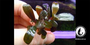 Буцефаландра Bucephalandra sp. Copi Susu, Kalimantan