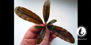 Буцефаландра Bucephalandra sp. Copper Leaf