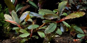 Буцефаландра Bucephalandra sp. #4, Daerah Malawi