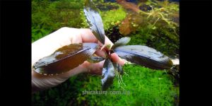 Буцефаландра Bucephalandra sp. Deep Purple From Kapuas