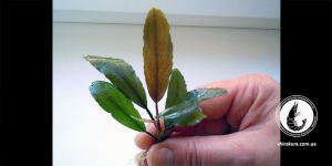 Буцефаландра Bucephalandra sp. Gigant Wavy Leaf