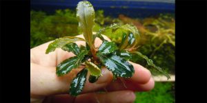 Буцефаландра Bucephalandra sp. Green Lamandau