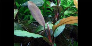 Буцефаландра Bucephalandra sp. Intermediate