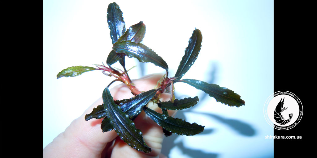 Буцефаландра Bucephalandra sp. Kedagang Буцефаландра Bucephalandra sp. Kedagang