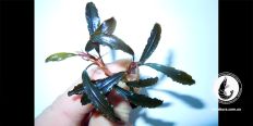 Буцефаландра Bucephalandra sp. Kedagang