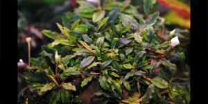 Буцефаландра Bucephalandra sp. Kualakuayan-1