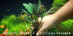 Буцефаландра Bucephalandra sp. Motleyana Padawan