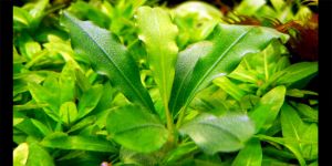 Буцефаландра Bucephalandra sp. Pawan