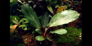 Буцефаландра Bucephalandra sp. Pearl Gray