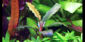 Буцефаландра Bucephalandra sp. Shine Blue