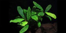 Буцефаландра Bucephalandra sp. Shine Green