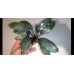 Буцефаландра Bucephalandra sp. Silver Gray