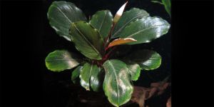 Буцефаландра Bucephalandra sp. Silver Gray