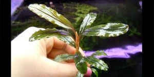 Буцефаландра Bucephalandra sp. Silver Powder
