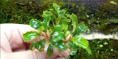 Буцефаландра Bucephalandra sp. Sintang 2006
