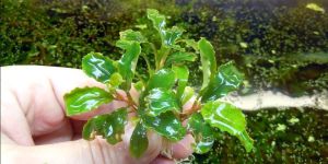 Буцефаландра Bucephalandra sp. Sintang 2006