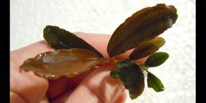 Буцефаландра Bucephalandra sp. Sherry (Circuli Purpurascentibus)