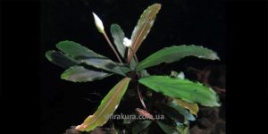 Буцефаландра Bucephalandra sp. From Sayan