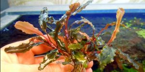 Буцефаландра Bucephalandra sp.Sintang West Kalimantan (Cliffhanger)