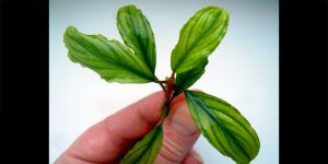 Буцефаландра Bucephalandra sp. Treasure 2011, West Kalimantan