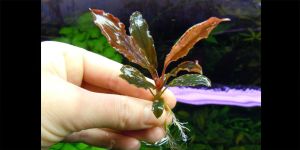 Буцефаландра Bucephalandra sp. Super Blue type2