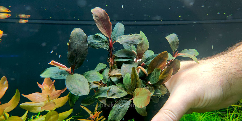 Буцефаландра Bucephalandra sp. Theia - 2 Буцефаландра Bucephalandra sp. Theia - 2