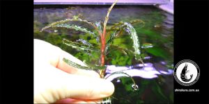 Буцефаландра Bucephalandra sp. Velvet Leaf 4