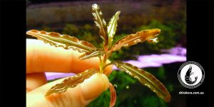 Буцефаландра Bucephalandra sp. West Kalimantan VL