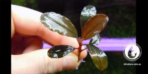 Буцефаландра Bucephalandra sp. Kir Royale