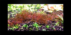 Кабомба Ред Белем / Cabomba Red Belem