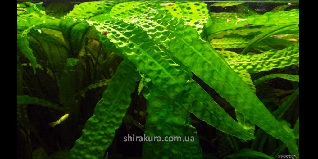 Криптокорина Апоногенолистна / Cryptocoryne Aponogetifolia