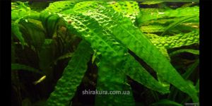 Криптокорина Апоногенолистна / Cryptocoryne Aponogetifolia