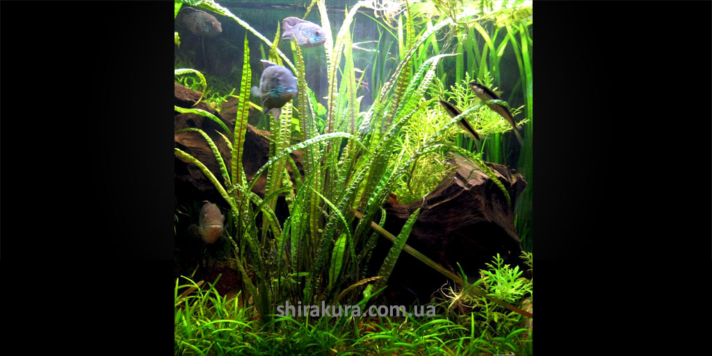 Криптокорина Баланс Ред / Cryptocoryne Balansae Red