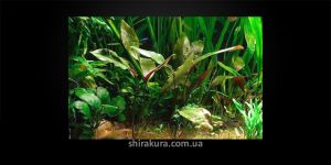 Криптокорина Бласса / Cryptocoryne Blassii