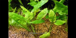 Криптокорина Кордата / Cryptocoryne Cordata var. Cordata