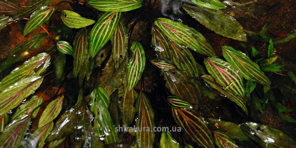 Криптокорина Розанервіг / Cryptocoryne Cordata Rosanervig