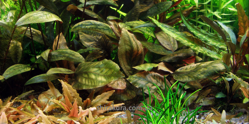 Криптокорин Кордата Сіаменсіс / Cryptocoryne Cordata Siamensis