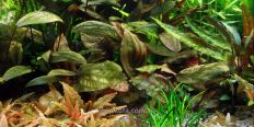 Криптокорина Кордата Сиаменсис / Cryptocoryne Cordata Siamensis