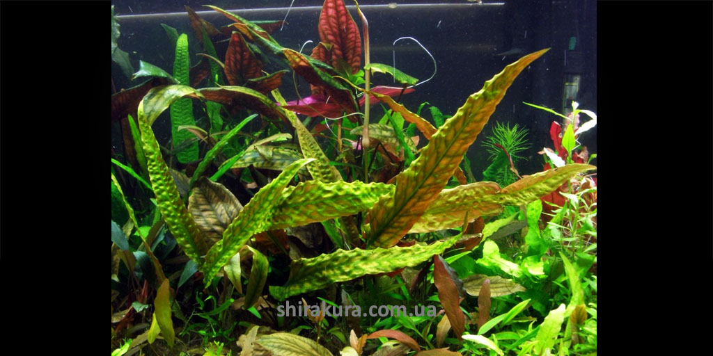 Криптокорина Гудоро / Cryptocoryne Hudoroi